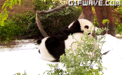giant panda