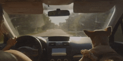 Driving Road Trip GIF by Vance Joy