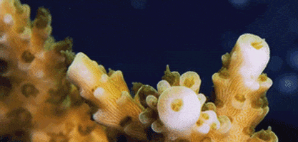 live photo of sponges moving sponges gif