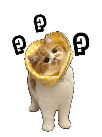 Cat Kitty Sticker