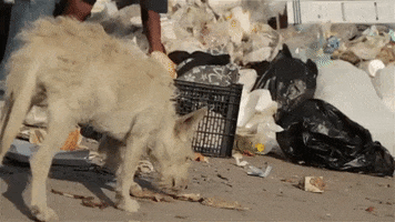 Dog Trash GIF by Krisstian