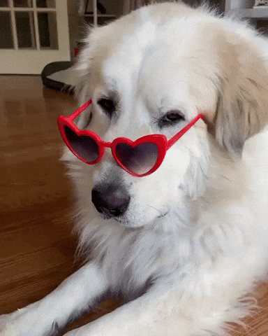 Dog sunglasses gif sales