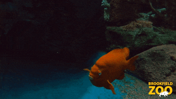 Fish Cute Animals GIF by Brookfield Zoo