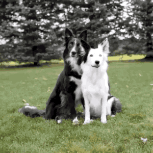 Video gif. A black dog lifts its front paws and wraps them around a white dog like he’s hugging him. The black dog presses his head against the white dog to get closer and the white dog doesn't seem to mind. 