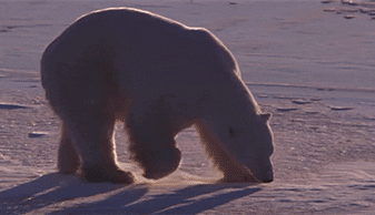 Polar Bear GIF