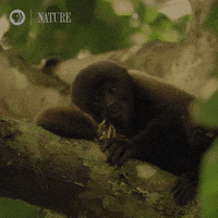Tired Amazon GIF by Nature on PBS