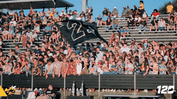 Yellow Jackets GIF