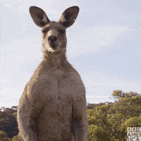 kangaroo boxing gif