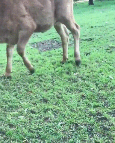 A baby calf dances and plays happily in a field.