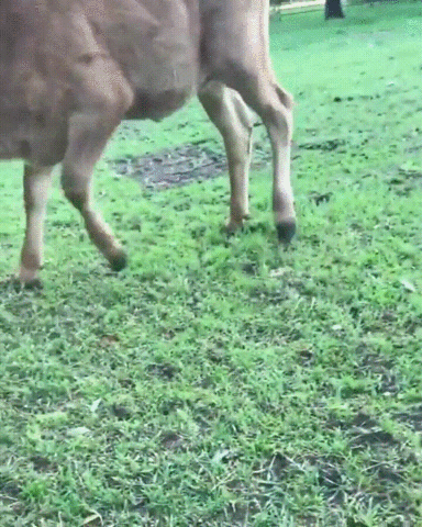 The baby calf dances and plays happily on the field.