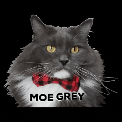 Vardise cats grey bowtie vardise GIF