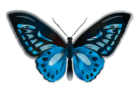 Mariposa Sticker