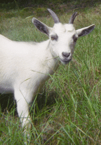 The Goat GIFs - Find & Share on GIPHY