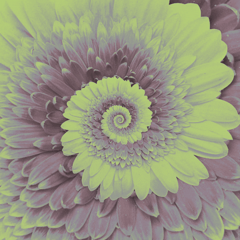 Flores GIF