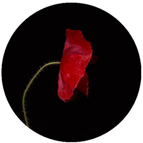 giphy.gif?cid=ecf05e47393d56fed0dc15aa60