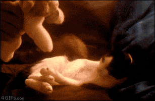 Video gif. A human hand offers a cat doll to a reclining cat, who grabs it and hugs it.