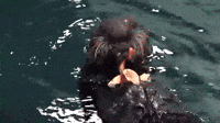 ラッコ Gifs Get The Best Gif On Giphy