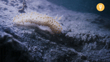 Sea Life Snails GIF by CuriosityStream