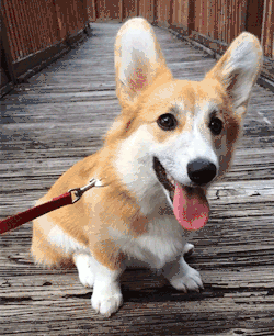 corgis