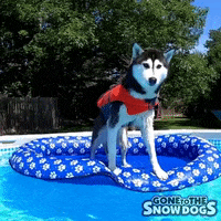 wallpapers Funny Dog In Pool Gif dog in pool gifs get the best gif on