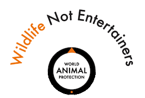 World Animal Dog Sticker by World Animal Protection