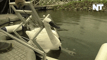 breaking news GIF by NowThis 