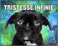 Chien Gifs Get The Best Gif On Giphy Chien Gifs Get The Best Gif On Giphy