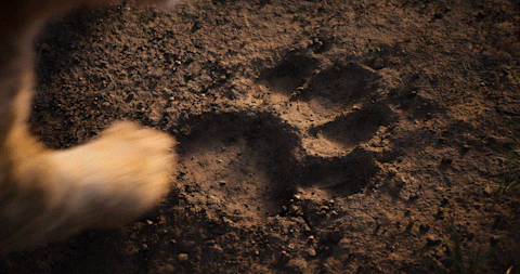 lion king paw print GIF by Walt Disney Studios