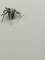 Spiders GIF by memecandy