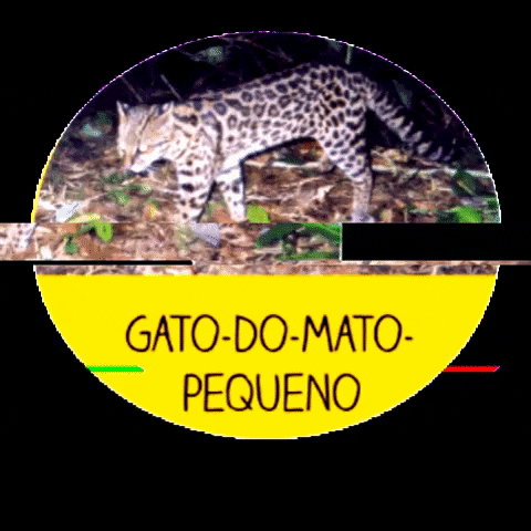 Os menores bichos do Brasil GIF