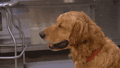 Melting Hot Dog GIF