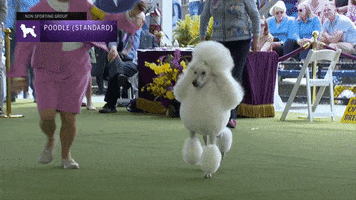 Dogs Poodle GIF by Westminster Kennel Club
