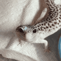 Leopard Geckos GIFs - Find & Share on GIPHY