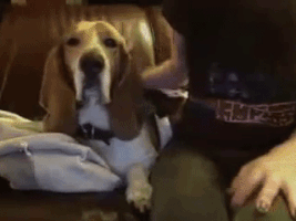 grlwondr funny dog hound basset hound a dog named moose GIF