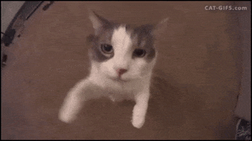 Gato GIF