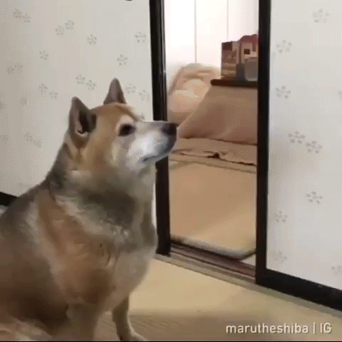 Doggo GIF
