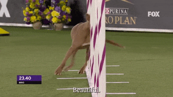 Westminster Dog Show Agility GIF by Westminster Kennel Club