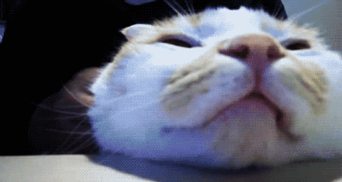 giphy.gif
