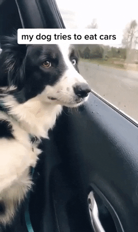 Road Trip Dog GIF by Storyful
