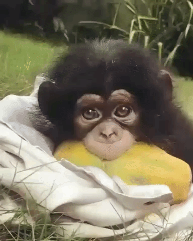 Video gif. A Baby monkey looks up  and around with its big brown eyes as it gnaws on a papaya. It’s big lip wraps around the uncut fruit as it nibbles on it. 