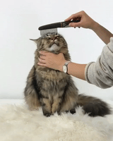 cat combing GIF