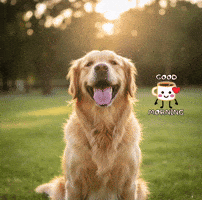Dog GIF