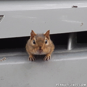 Car Chirping GIF