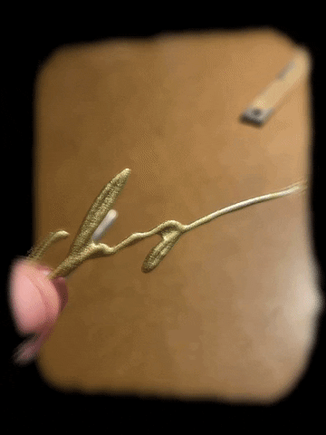 Guillaum Chaigne GIF