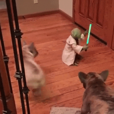 dogs with lightsabers gif
