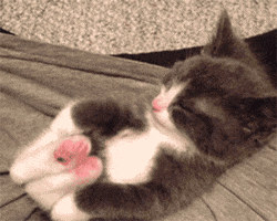 adorable cat GIF