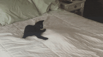 youtube squee GIF