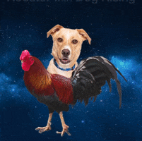 Save Them All Zodiac Sign GIF by Best Friends Animal Society