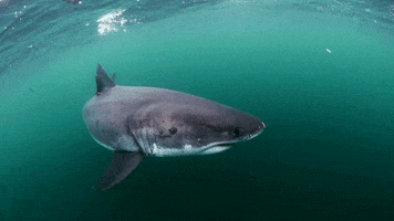 great white shark GIF by Monterey Bay Aquarium