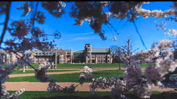 college flowers GIF by Washington University in St. Louis